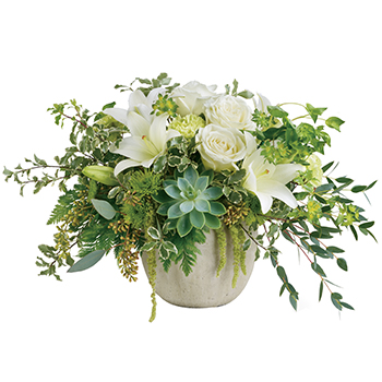 Code: A309. Name: Tanami Beauty. Description: Natural elegance to celebrate any occasion. Like a flourishing garden this gorgeous bouquet of luxurious white blooms and fresh greens in a pot is a feast for the senses. Price: NZD $157.95