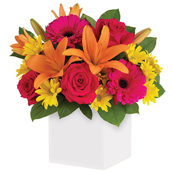 Code: A310. Name: Starburst Splash. Description: Joyful moments call for happy flowers. This box of blooms does the trick with orange Lilies pink Roses yellow daisies and hot pink Gerberas. Price: NZD $102.95