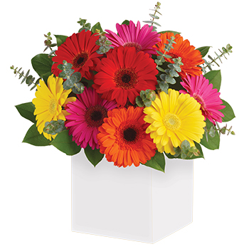 Code: A314. Name: Glorious Gerberas. Description: Brighten their day with this exuberant burst of beauty. Joyful bright Gerberas make everyone smile. Who does not love Gerberas. Price: NZD $104.95