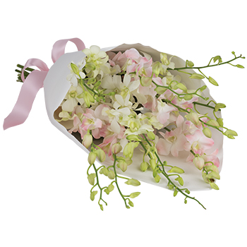 Code: B310. Name: Avalon. Description: A generous bunch of exotic pale pink Orchids. A simple gesture to send a taste of the orient into the home of your family and friends. Price: NZD $122.95