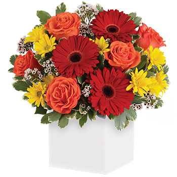 Code: C305. Name: Garden Spectacle. Description: You will want to put this colourful arrangement on your hit parade of gifts to send. Bold primary colours and a perfect mix of flowers make it great for everyone. Price: NZD $112.95