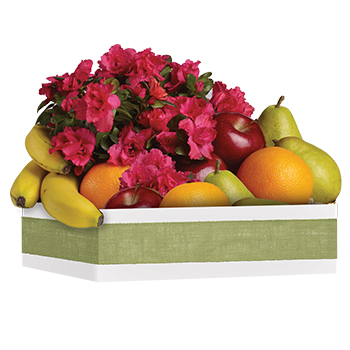 Code: H303. Name: Fruit +ACY- Blooms. Description: Here is a tasteful gift for any occasion. Fruit and a flowering plant what could be better than that? Yummy and long lasting gift. Price: NZD $125.95