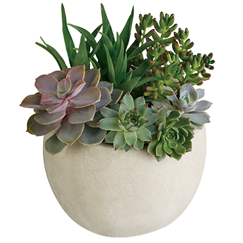 Code: P300. Name: Tirari Beauty. Description: Bring the serene beauty of the desert landscape to any room of the house or office with this glorious growing gift. Price: NZD $142.95