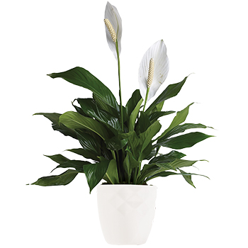 Code: P301. Name: Simply Elegant. Description: Known as a Peace Lily this Spathiphyllum plant with its dark green shiny leaves produces lovely white flowers all year. Price: NZD $85.95
