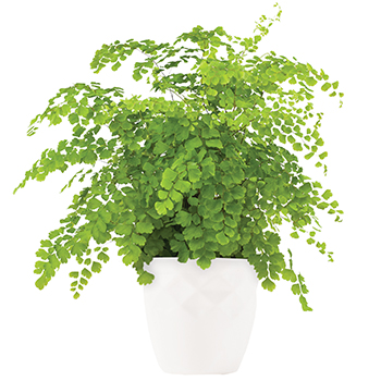 Code: P302. Name: Faithful. Description: With its playful and bountiful leaves this gorgeous growing gift of a Maidenhair fern is sure to delight in their home. Price: NZD $92.95