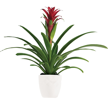 Code: P303. Name: Bromeliad Beauty. Description: Related to the pineapple plant perhaps because of its sweetness this gorgeous beauty adds red and tropical greenery to any room. Price: NZD $94.95