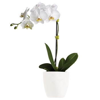 Code: P304. Name: Opulance. Description: With an understated elegance this gorgeous white Phalaenopsis orchid is a long lasting potted plant choice. Price: NZD $122.95