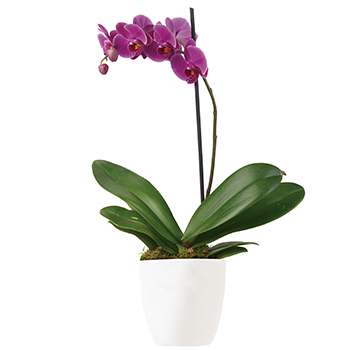 Code: P306. Name: Imperial Purple. Description: Simply glorious. The elegant dance of purple Phalaenopsis Orchids takes center stage in any home or office. Price: NZD $125.95