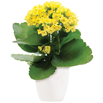 Code: P307. Name: Forever Yellow. Description: As enchanting as a sunny sky this golden Kalanchoe plant is sure to brighten anyones day as soon as it arrives. Price: NZD $97.95