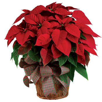 Code: P308. Name: Christmas Poinsettia. Description: The red poinsettia has been a Christmas favourite for generations+ICY-and for a very good reason. It practically screams Merry Christmas. Price: NZD $85.95