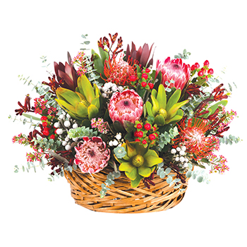 Code: T300. Name: Dandaloo. Description: A dandy arrangement sure to make a lasting impression this fresh basket of mixed natives including Proteas Leucadendrons and more. This display sits proudly in our Top Ten. Price: NZD $170.95