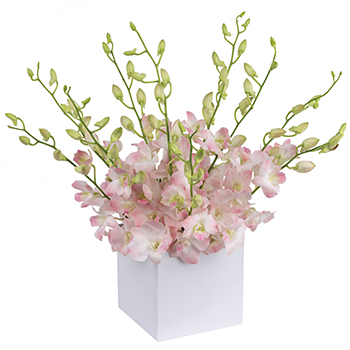 Code: T312. Name: Allegra. Description: A simple gesture to send a taste of the orient into the home of your family and friends with this arrangement of exotic pale pink Orchids. Price: NZD $127.95