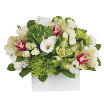 Code: T315. Name: Kalena. Description: For those who enjoy a touch of something different this exotic arrangement including Orchids +ACY- succulents is a sure fire winner in every way. Price: NZD $177.95